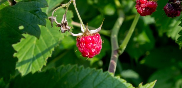 Himbeeren und Heidelbeeren in Szene in Avasinis