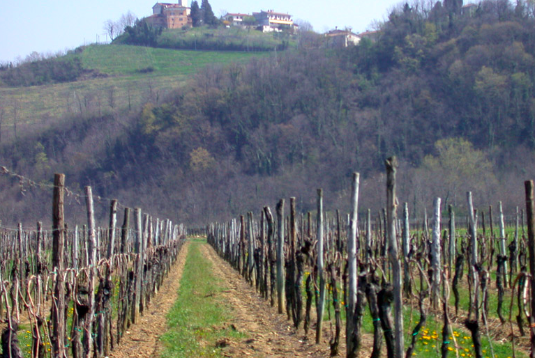 Reise in die Geschichte der Weine der Colli Orientali del Friuli